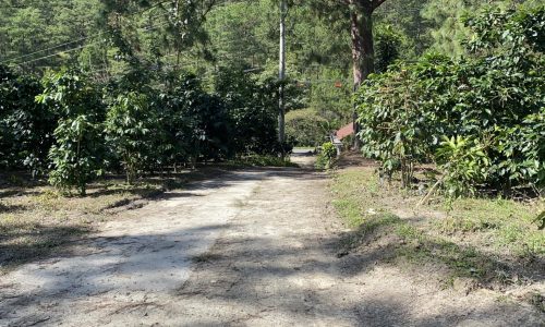 Bán lô đất View siêu đẹp mimosa thành phố đà Lạt